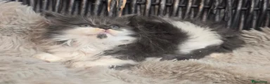 Maine Coon 6