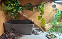Bearded Dragon reptiles for sale: Female Rainbow Tiger Bearded Dragon - Image 4