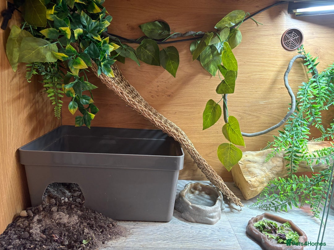 Bearded Dragon reptiles for sale: Female Rainbow Tiger Bearded Dragon - Image 4