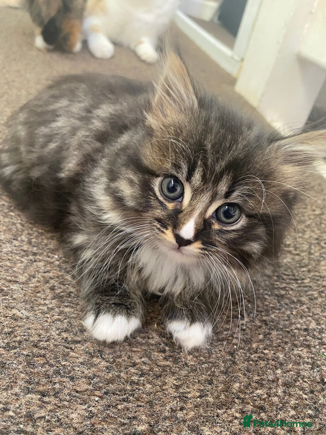 Mixed Breed cats for sale: 3 female and 1 male kitten for sale  - Image 5