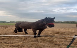 Appaloosa horses for sale: companion home  - Image 3