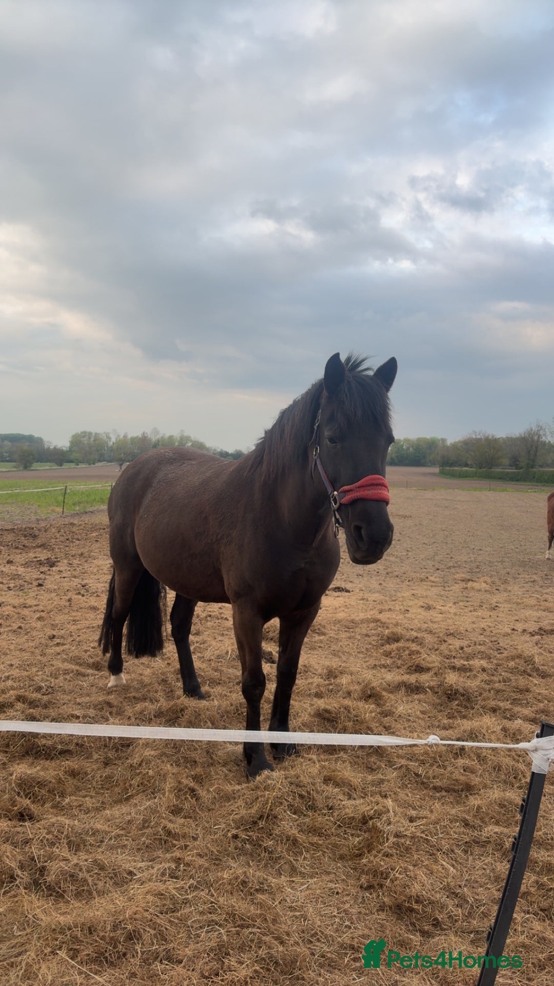 Appaloosa horses for sale: companion home  - Image 3