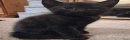 Mixed Breed cats for sale: Beautiful Kittens Mixed breed - Advert 11