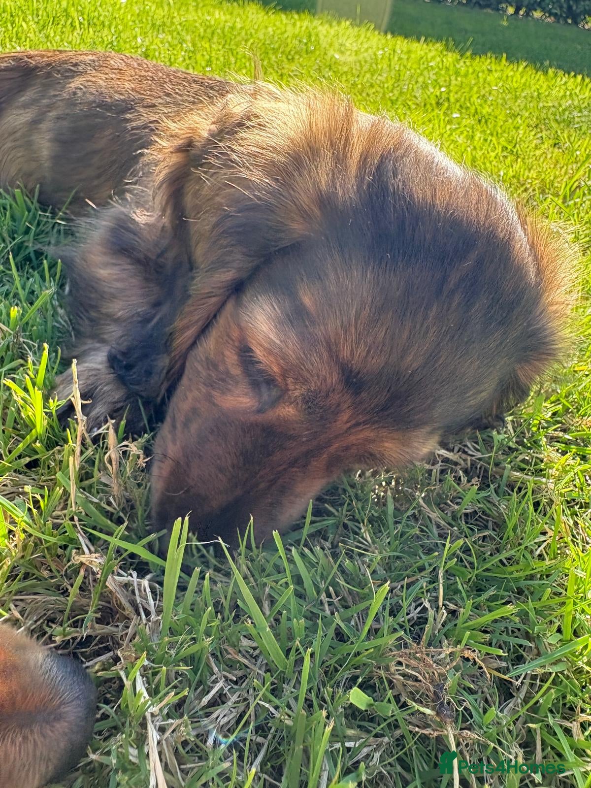 Miniature Dachshund dogs KC Reg, Champion Bloodline, Female Mini Dachshund - Advert 1