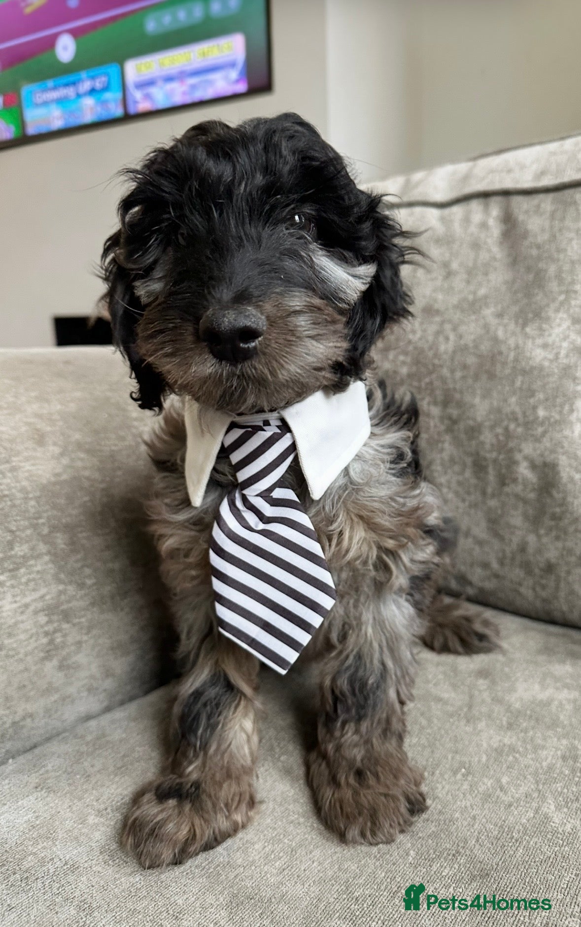 Cockapoo dogs Outstanding Cockapoos’s  - Advert 1