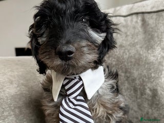 Cockapoo dogs Outstanding Cockapoos’s - Advert 1