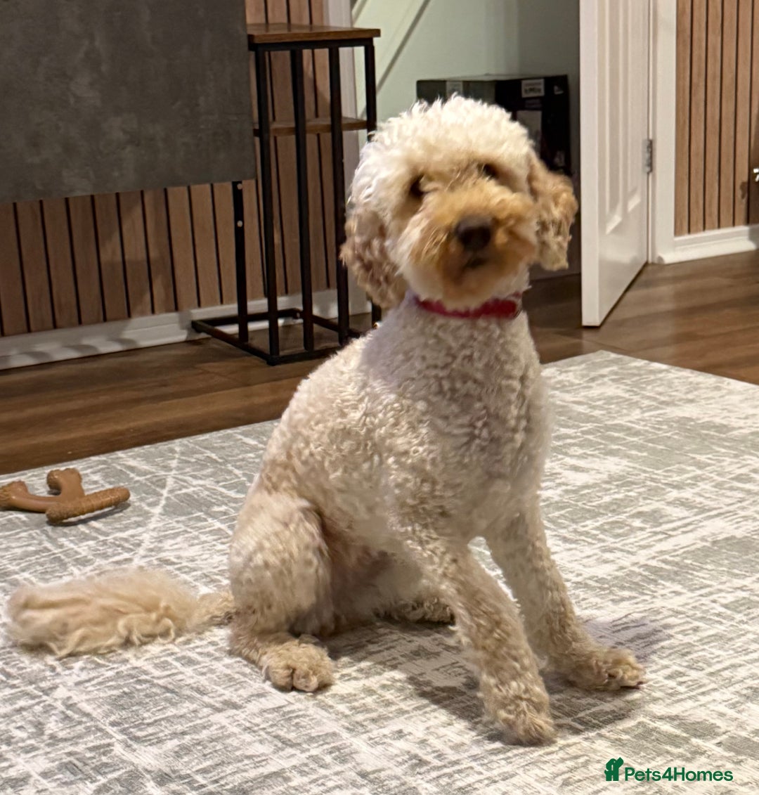 Labradoodle dogs for sale: Exceptional F1BB Labradoodle Puppies - Home Raised - Advert 5