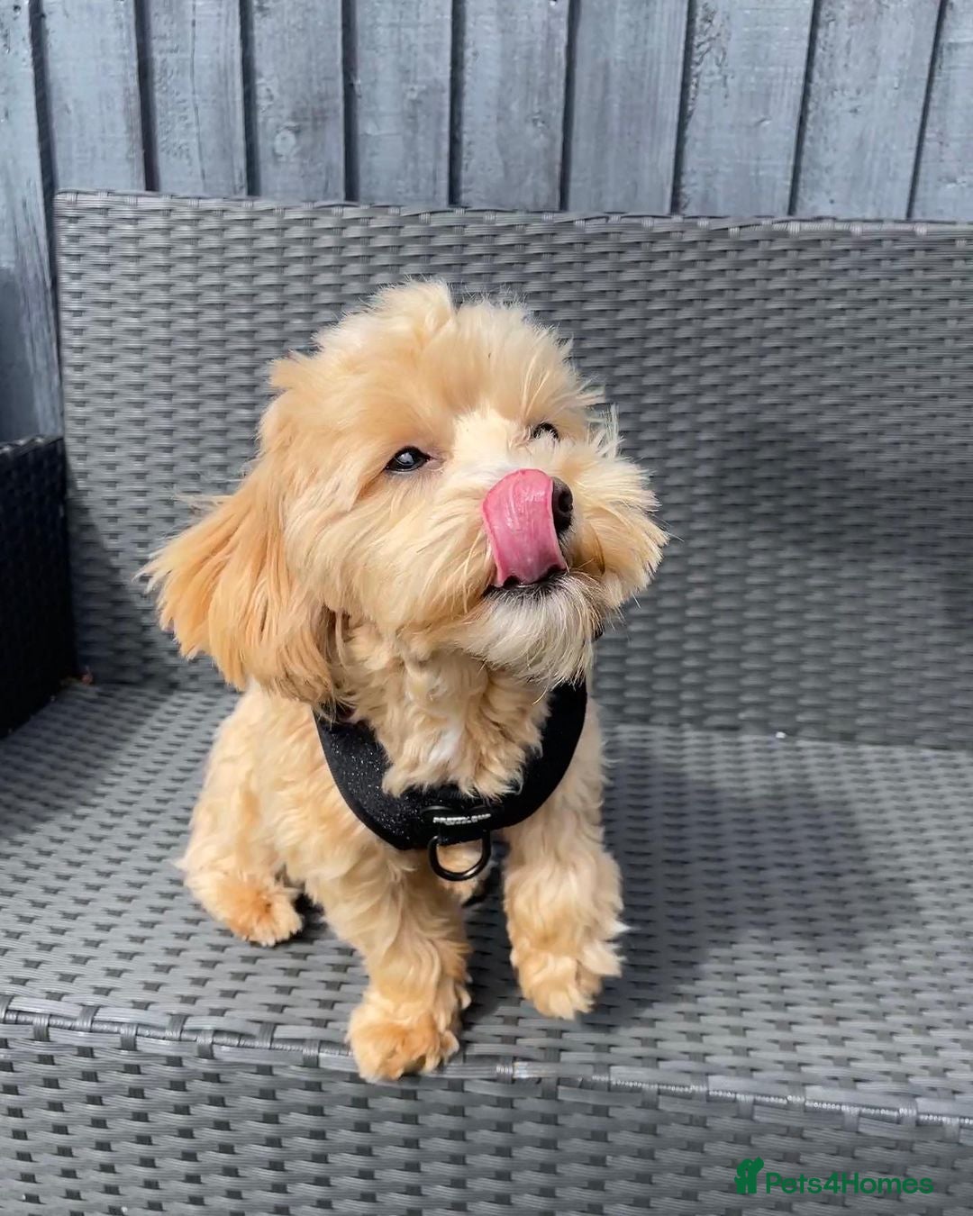 Mixed Breed dogs Alfie Champagne-Red Teacup Maltipoo - Advert 1