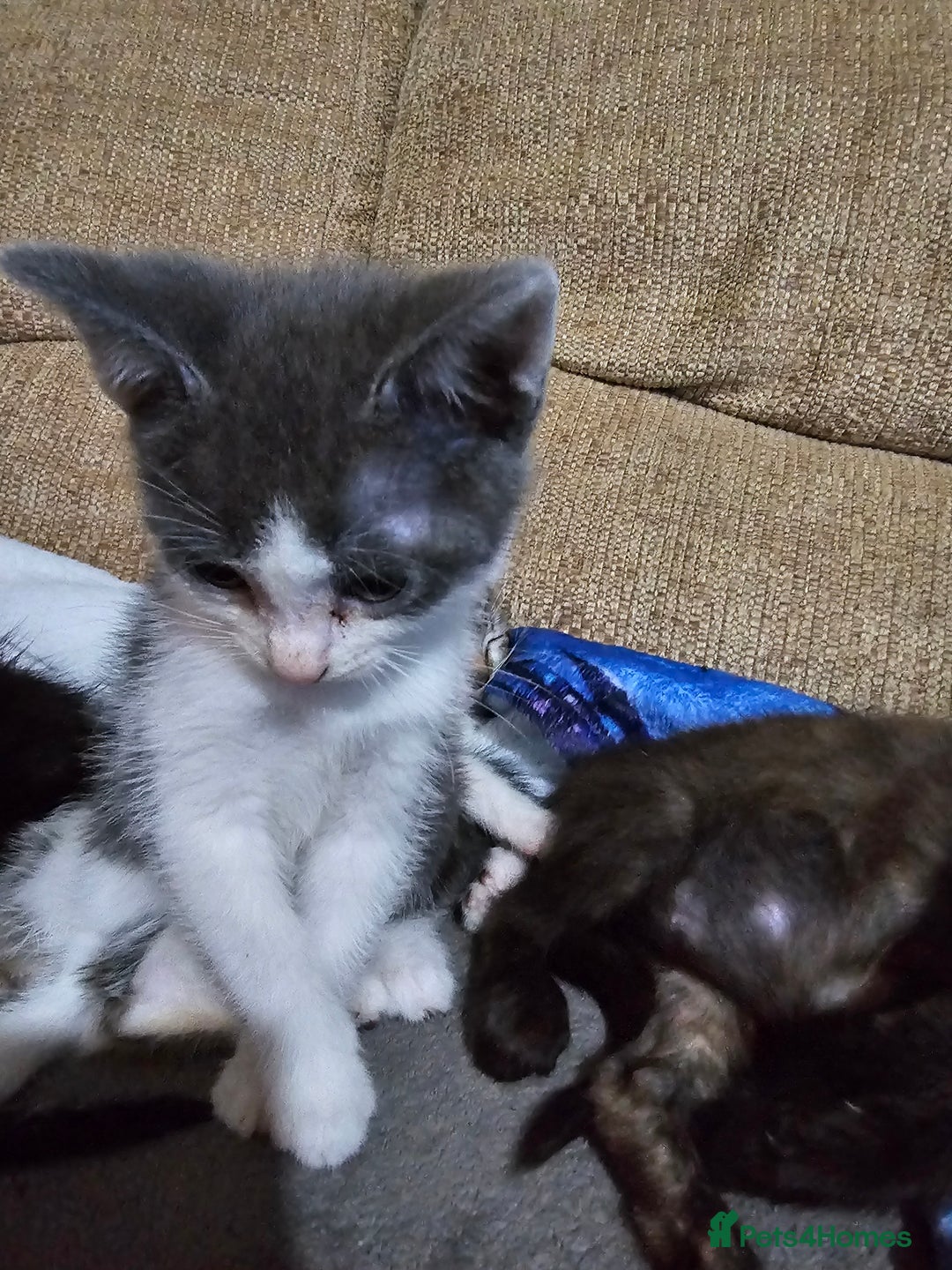 Mixed Breed cats for sale: Adorable kittens for sale - Advert 20