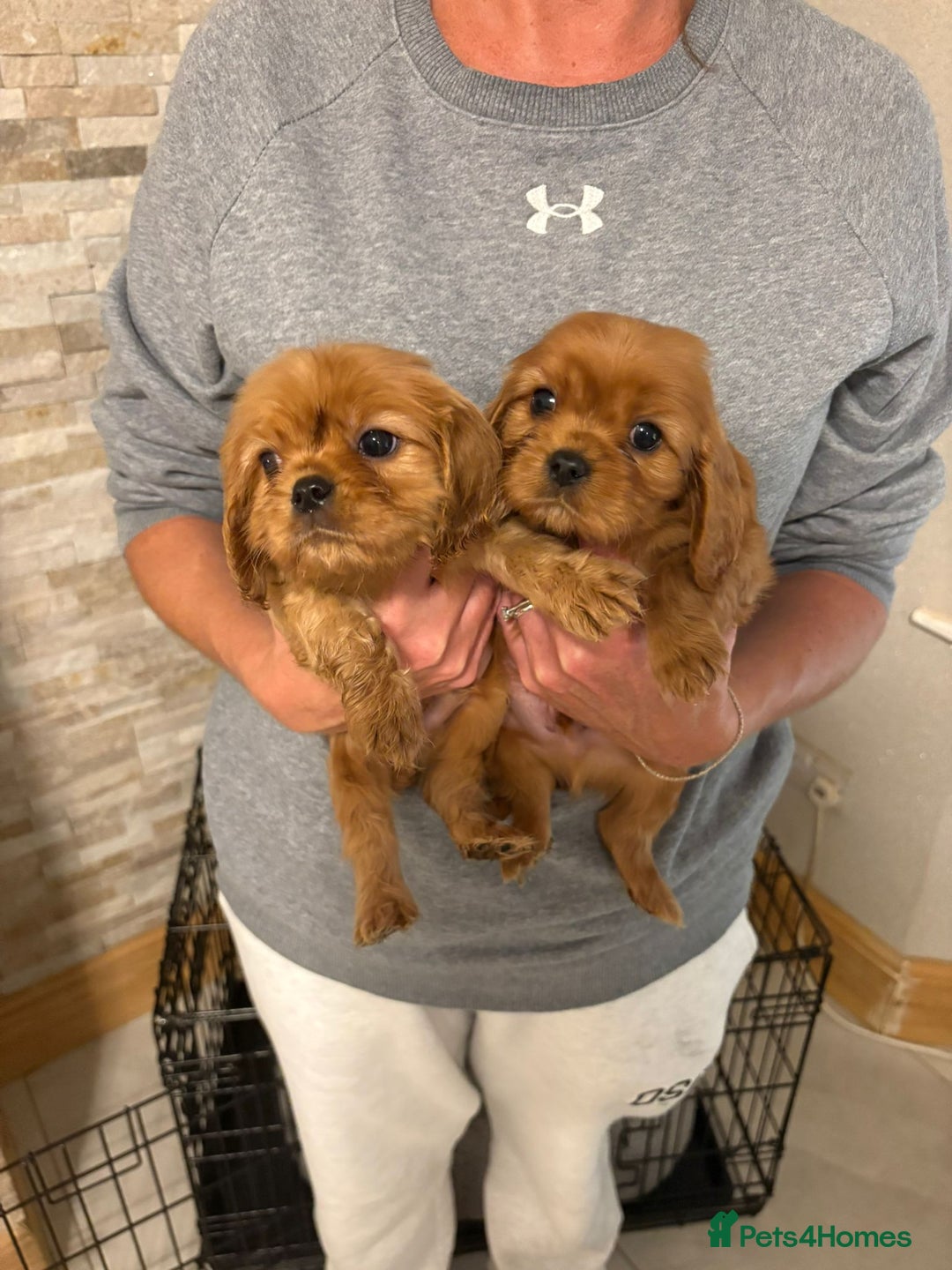 Cavalier King Charles Spaniel dogs for sale: Stunning King Charles cavalier pups (ruby)  - Image 4