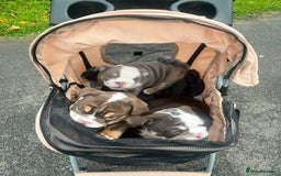 English Bulldog dogs for sale: Beautiful British bulldog pups  - Image 15