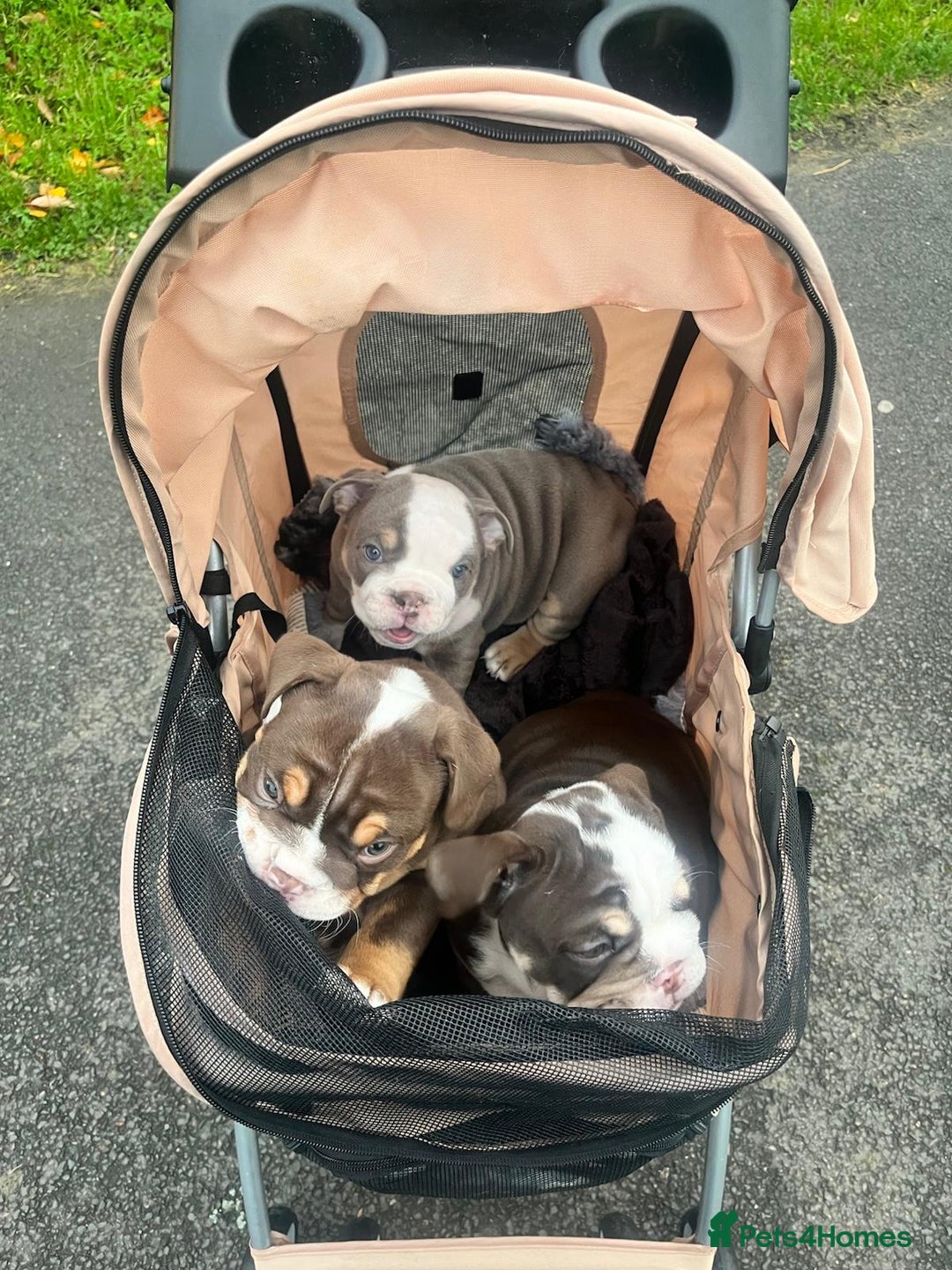 English Bulldog dogs for sale: Beautiful British bulldog pups  - Image 15