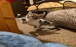 Domestic Shorthair cats for sale: Family-Raised Kittens, Friendly, Playful Ready Now - Image 37