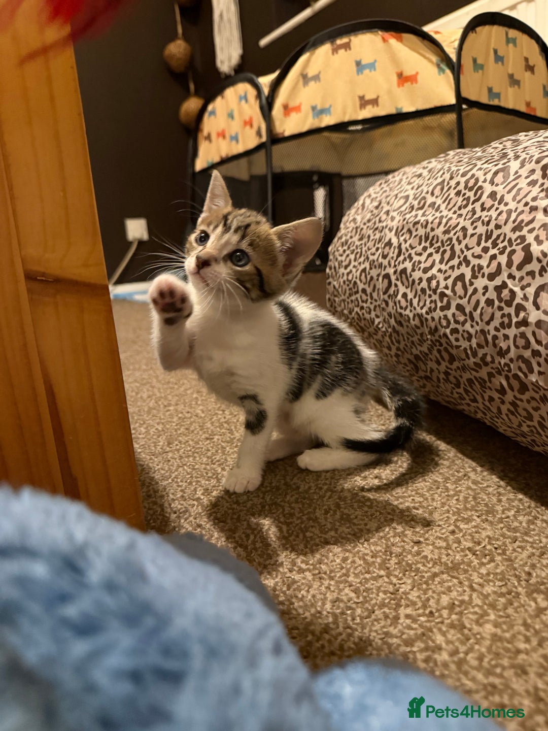 Domestic Shorthair cats for sale: Family-Raised Kittens, Friendly, Playful Ready Now - Image 37