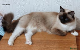Ragdoll cats for sale: Gorgeous GCCF Reg Ragdoll Kittens - Image 4