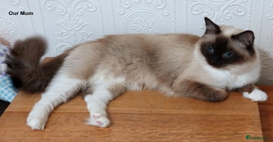 Ragdoll cats Quality GCCF Reg Ragdoll Kitten - Advert 2