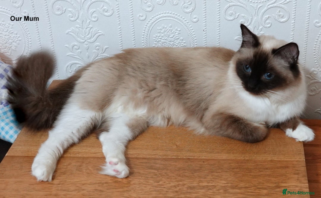 Ragdoll cats for sale: Gorgeous GCCF Reg Ragdoll Kittens - Image 4