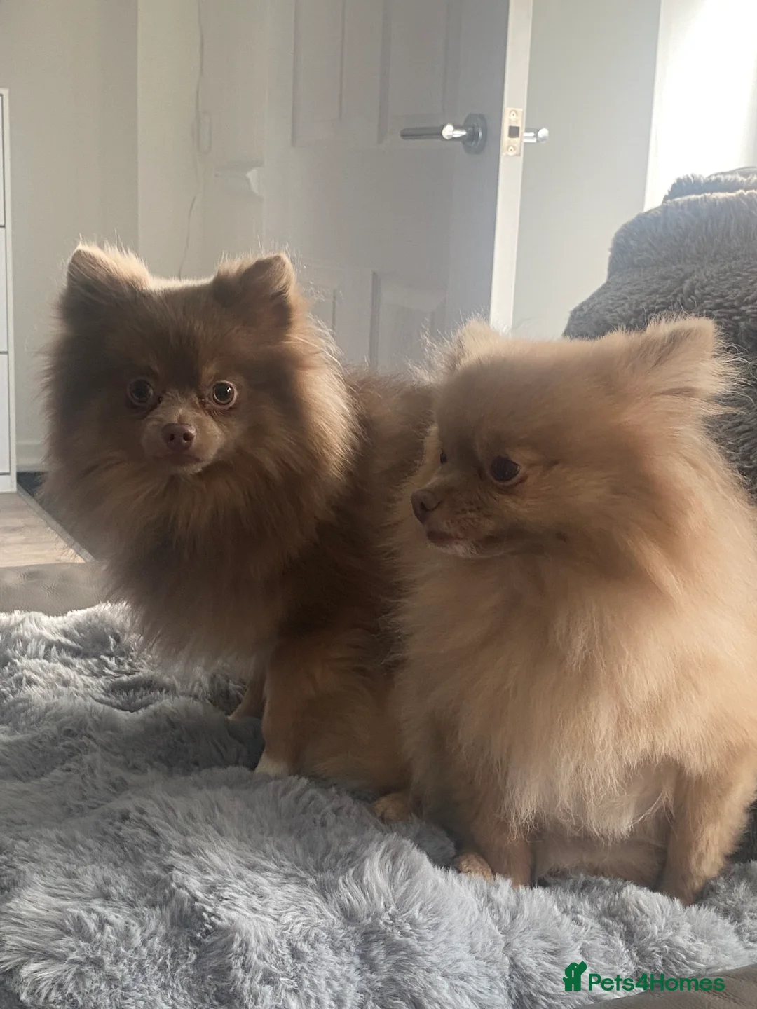 Pomeranian dogs for sale: Male Pomeranian  in Manchester - Advert 1