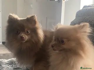 Pomeranian dogs Male Pomeranian - Advert 4