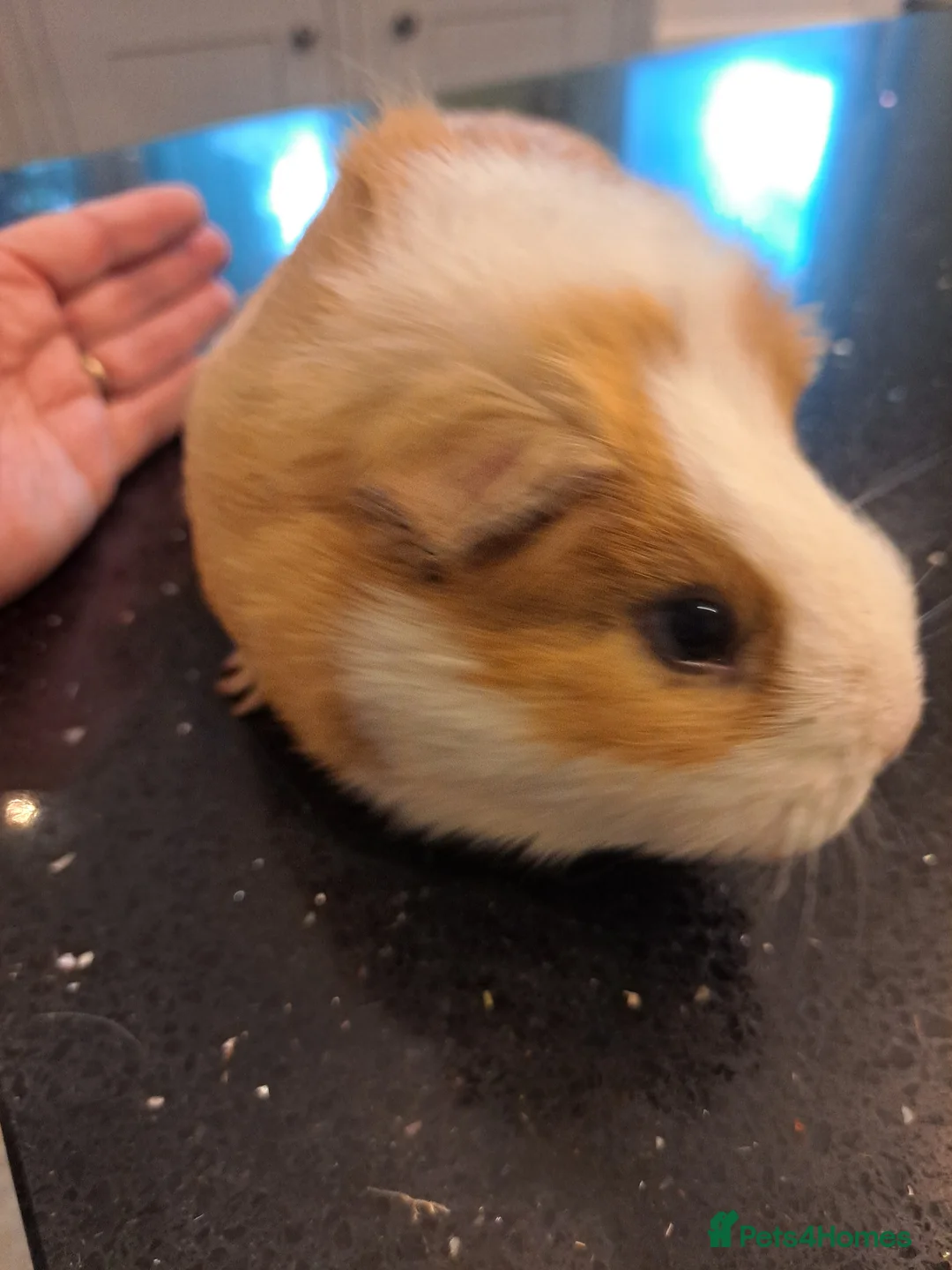 Guinea Pig rodents for sale: Female guinea pig around 4 years old - Advert 1