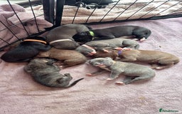 Mixed Breed dogs for sale: Rare breeding American x Bulldog x Cane Corso Pups - Image 1