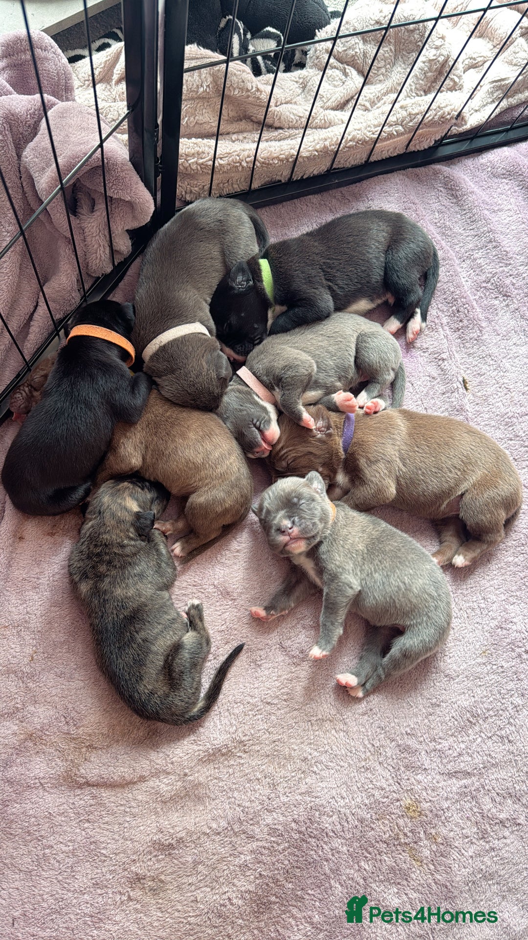 Mixed Breed dogs for sale: Rare breeding American x Bulldog x Cane Corso Pups - Image 1