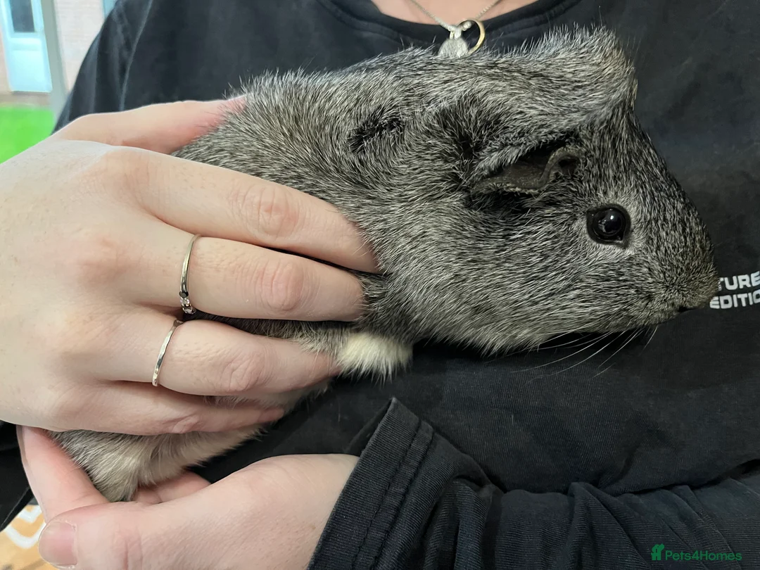 Guinea Pig rodents for sale: Solo male guinea pig  - Advert 3