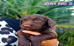 Cocker Spaniel dogs for sale: Cocker Spaniels - Image 8