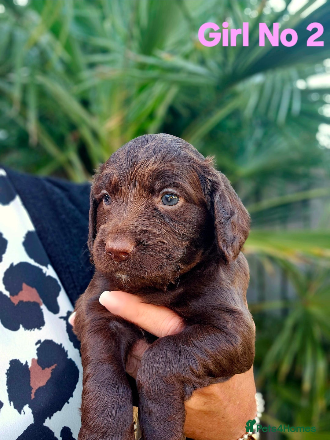 Cocker Spaniel dogs for sale: Cocker Spaniels - Image 8