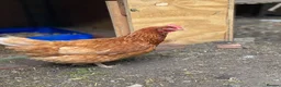 Mixed Breed poultry for sale: Beautiful Friendly Chickens & Rooster for Sale🤍🤎 - Advert 8