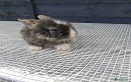 Lionhead rabbits for sale: lionhead bunnies  - Image 18