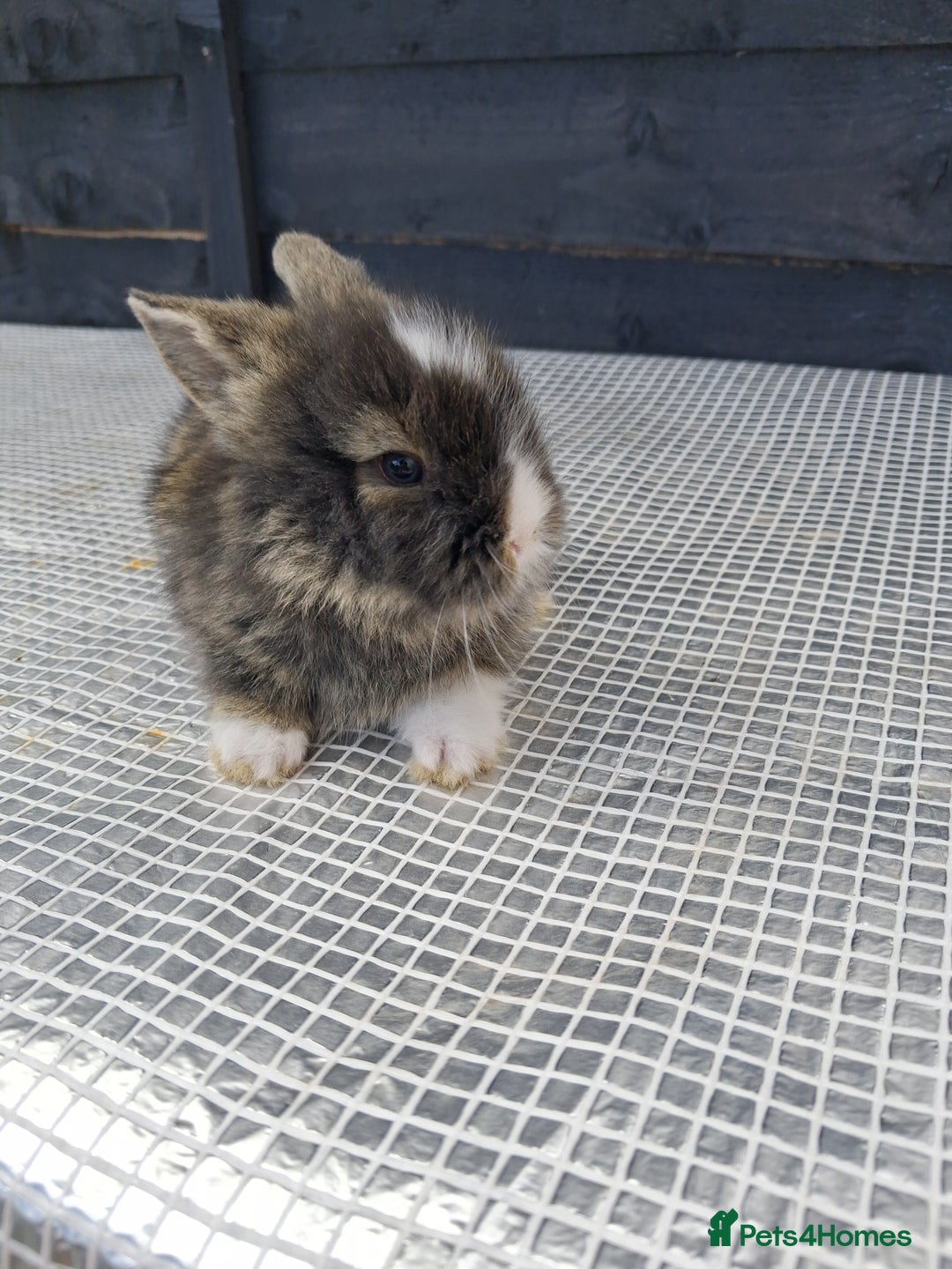 Lionhead rabbits for sale: lionhead bunnies  - Image 18