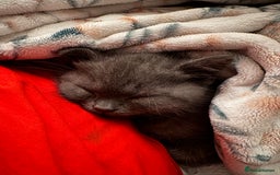 British Shorthair cats for sale: Beautiful British short hair kitten  - Image 24