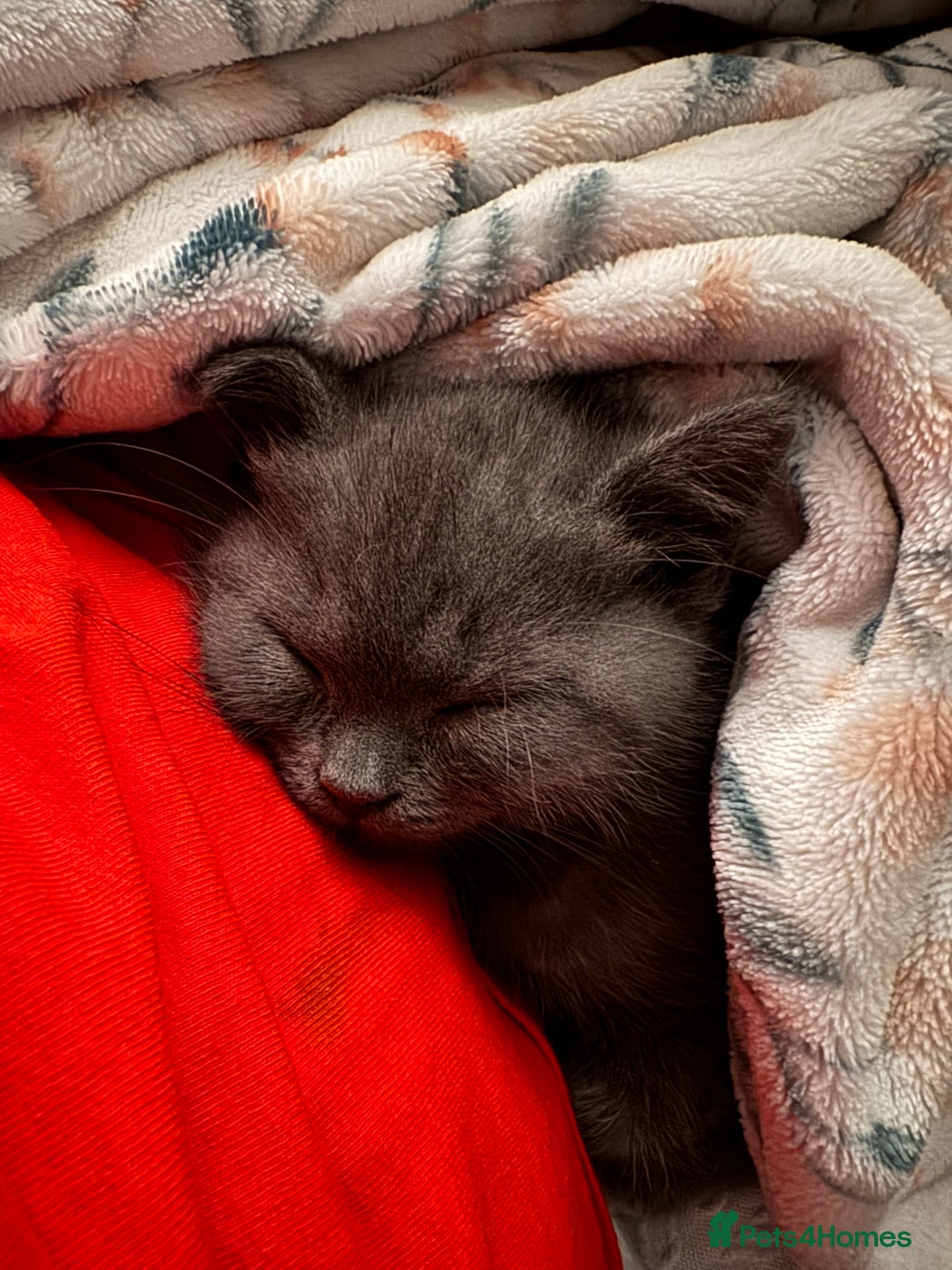 British Shorthair cats for sale: Beautiful British short hair kitten  - Image 24