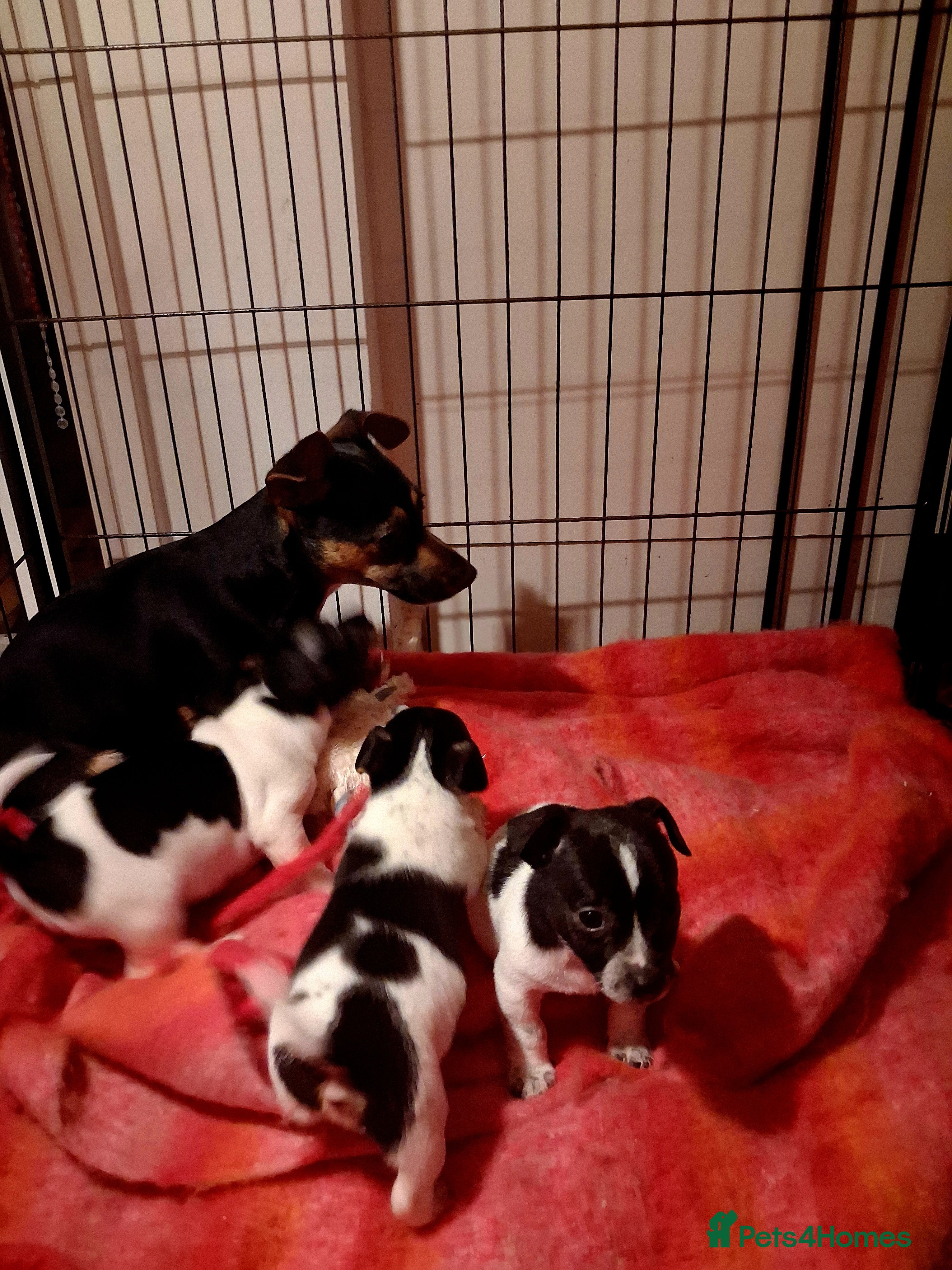 Jack Russell dogs Top quality traditional jack Russel puppies - Advert 3