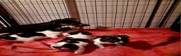 Jack Russell dogs for sale: Top quality traditional jack Russel puppies - Advert 1
