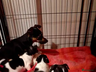 Jack Russell dogs Top quality traditional jack Russel puppies - Advert 4