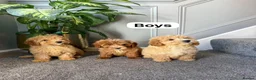 Coton De Tulear dogs for sale: COTON NOODLES PUPPIES READY NOW  - Advert 15