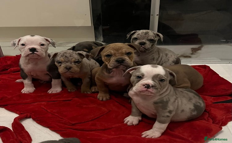Olde English Bulldogge dogs - Advert 16