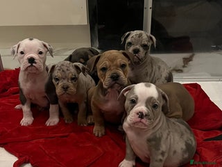 Olde English Bulldogge dogs - Advert 1