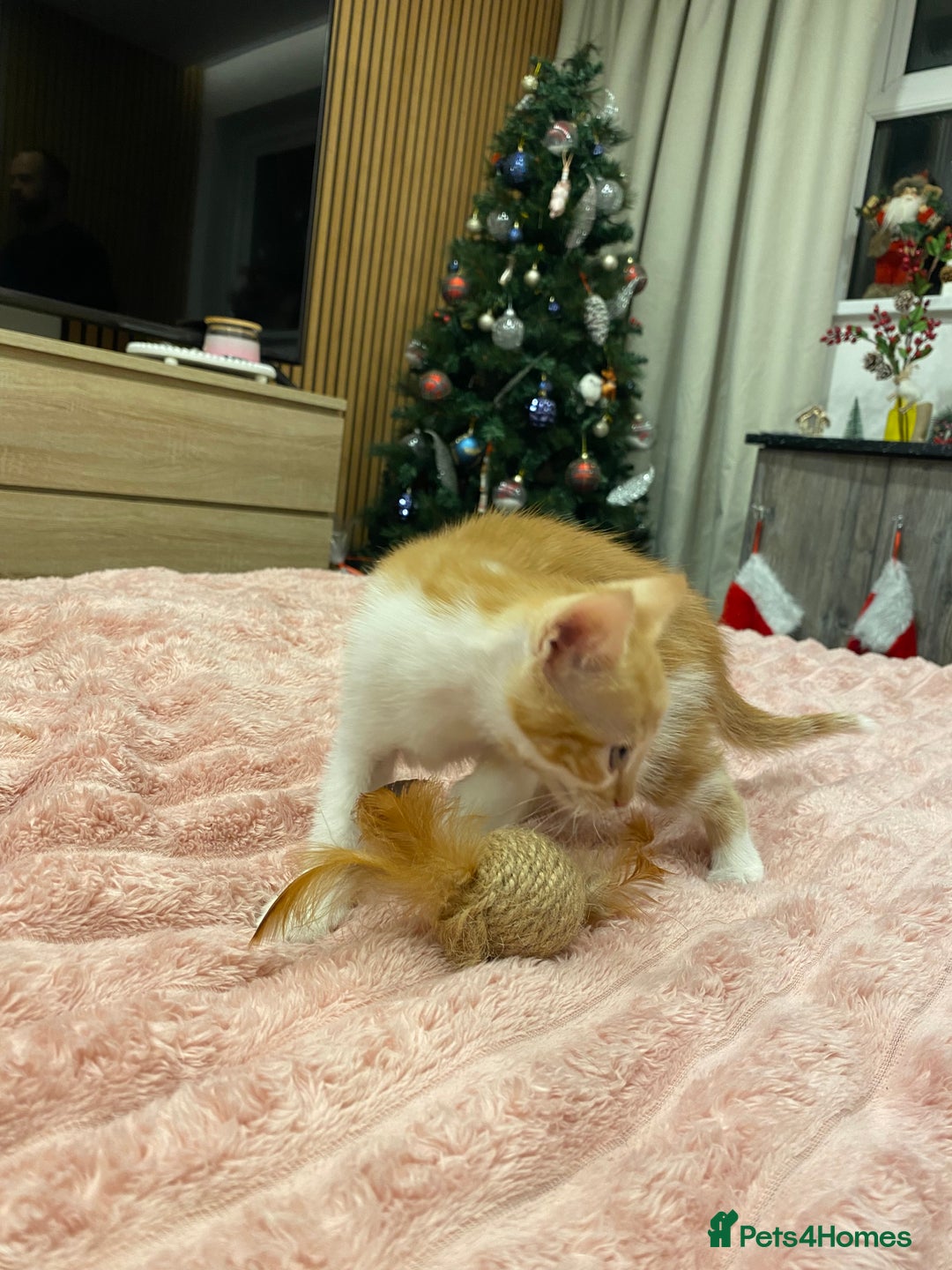 Mixed Breed cats for sale: 5 lovely kittens for sale - Advert 9