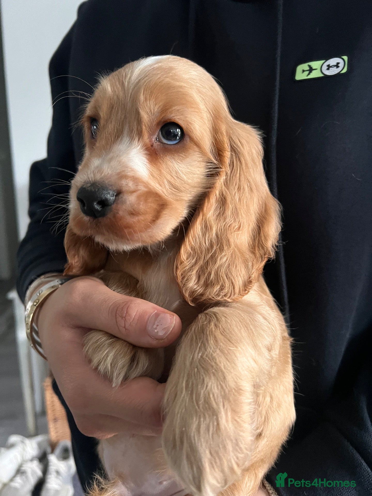 Cocker Spaniel dogs for sale: One gold boy Show type cocker spaniel  - Advert 1