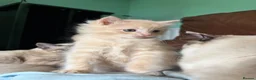 Mixed Breed cats for sale: 2 Gorgeous Ragdoll X Kittens, READY NOW! - Advert 6
