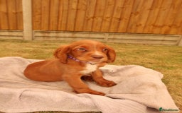 Cocker Spaniel dogs for sale: Cocker Spaniel Puppies - Image 7