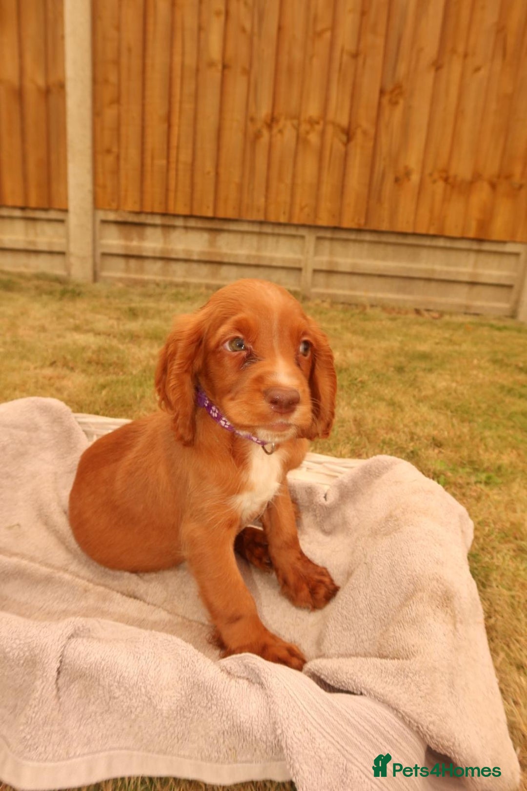 Cocker Spaniel dogs for sale: Cocker Spaniel Puppies - Image 7