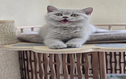 British Shorthair cats for sale: Lilac British shorthair girl  - Image 1