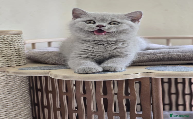 British Shorthair cats - Advert 14