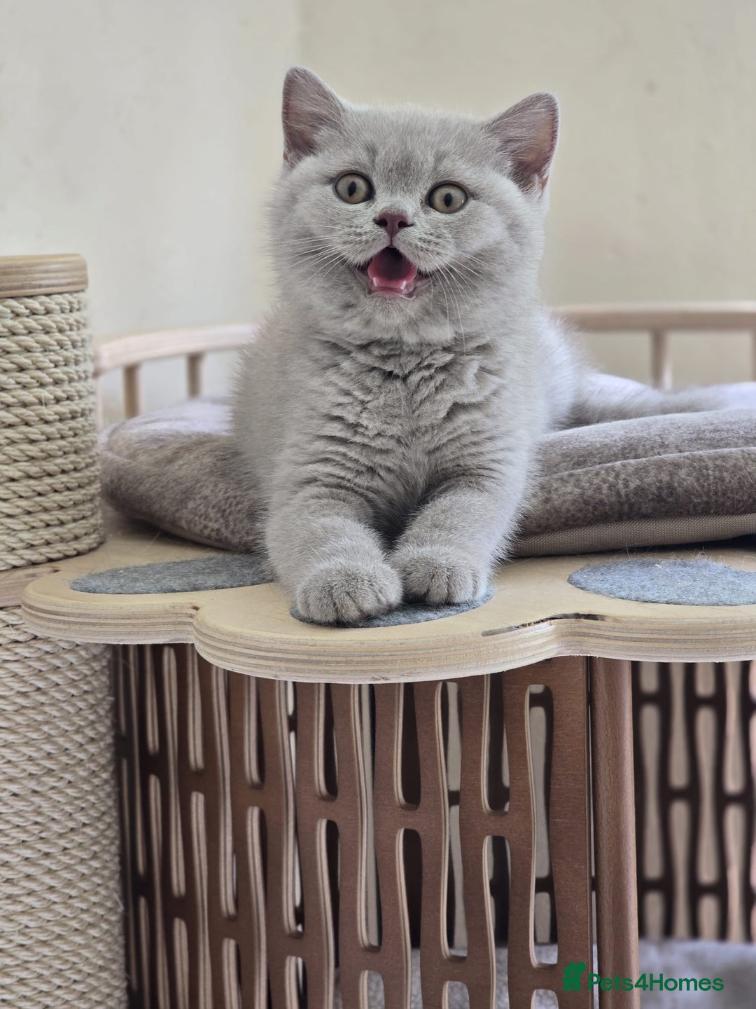 British Shorthair cats for sale: Lilac British shorthair girl  - Image 1
