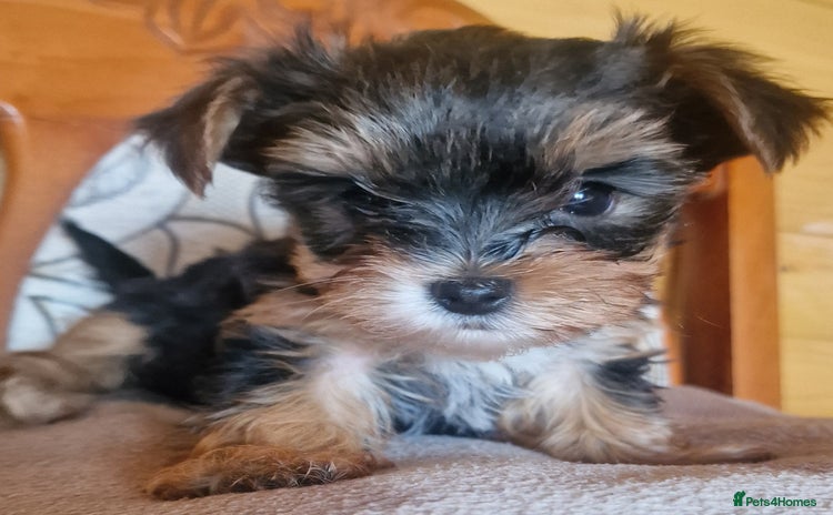 Yorkshire Terrier dogs - Advert 7