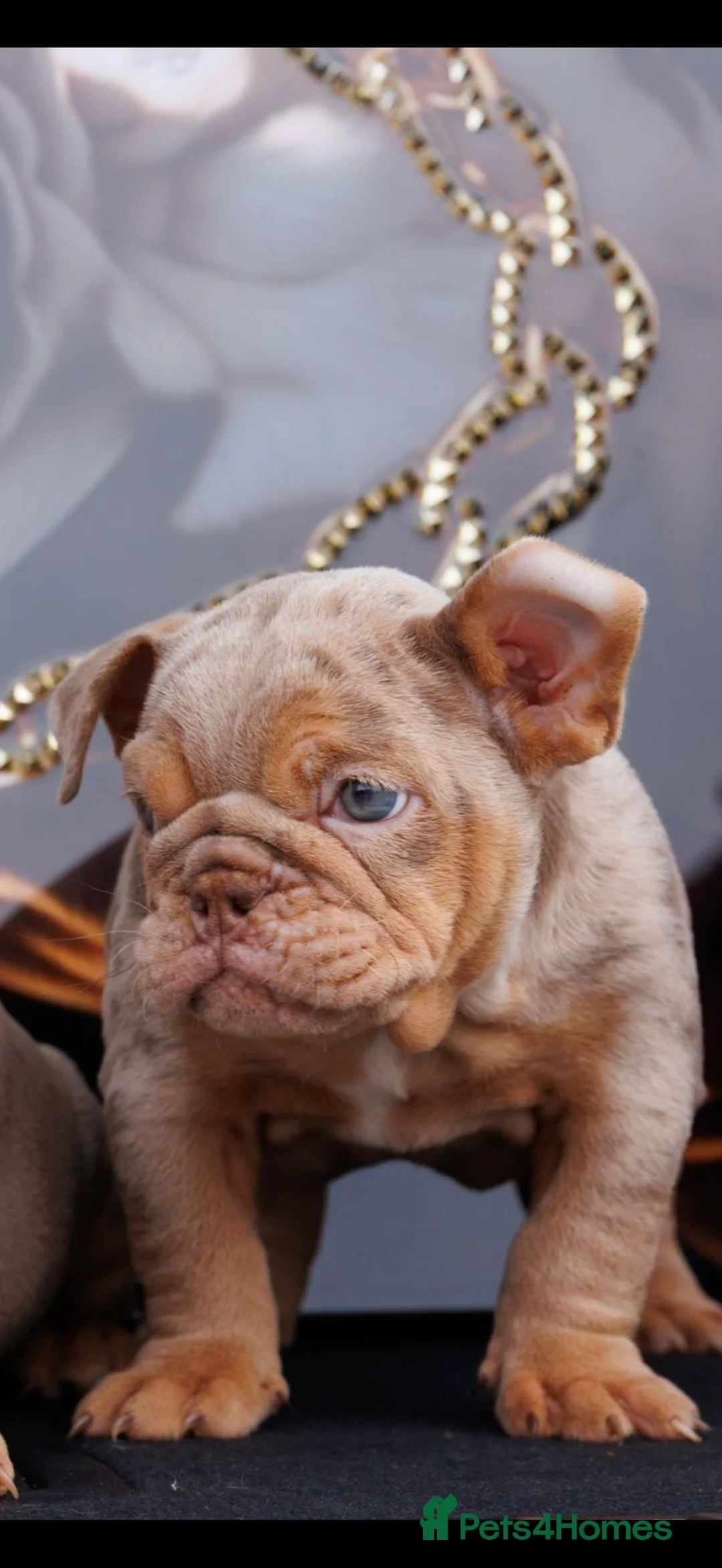 English Bulldog dogs for sale: ENGLISH BULLDOGS MERLE EPIC BULLYZ LILAC  - Advert 2